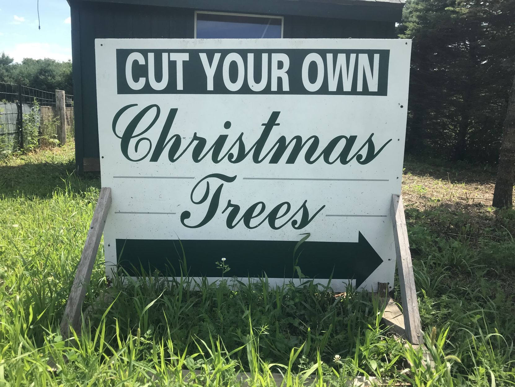 Christmas Tree 3.jpg